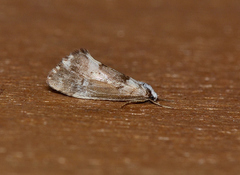 Philenora malthaca