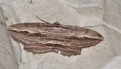 Euphronarcha epiphloea