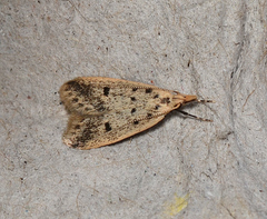 Atheropla decaspila