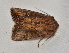 Dasygaster ligniplena