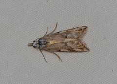 Nola albalis
