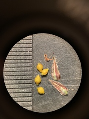 Eleocharis compressa