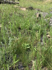 Eleocharis compressa