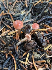 Mycena monticola