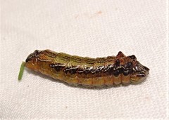 Jalmenus evagoras