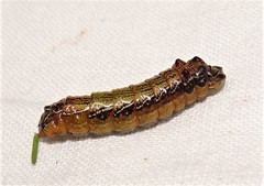 Jalmenus evagoras
