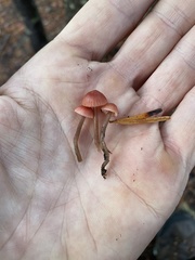 Mycena monticola