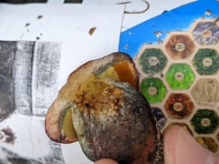 Pulchroboletus rubricitrinus image