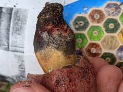 Pulchroboletus rubricitrinus image