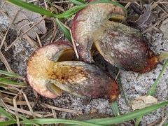 Pulchroboletus rubricitrinus image