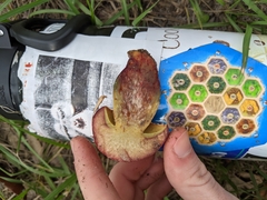 Pulchroboletus rubricitrinus image