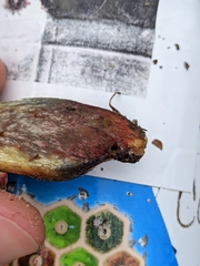 Pulchroboletus rubricitrinus image
