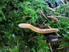 Polyzoniidae