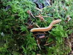 Polyzoniidae