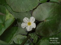 Nymphoides hydrophylla