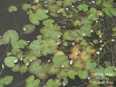 Nymphoides hydrophylla