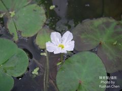 Nymphoides hydrophylla