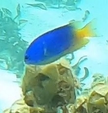 Pomacentrus caeruleus