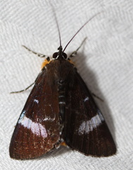 Argyrolepidia aequalis