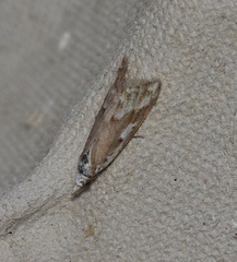 Nola albalis