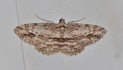 Didymoctenia exsuperata