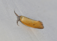 Lepidotarsa chrysopoca