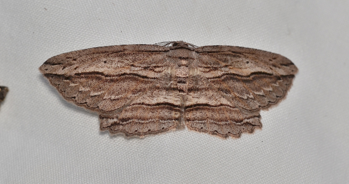 Euphronarcha epiphloea