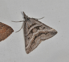 Dichromodes consignata