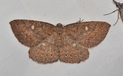 Casbia melanops
