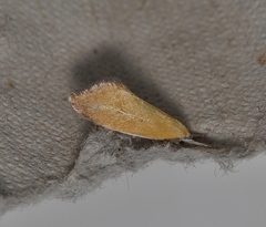 Lepidotarsa chrysopoca