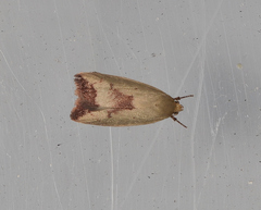 Ageletha elaeodes