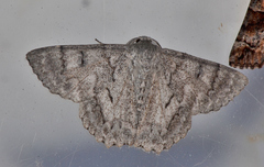 Crypsiphona tasmanica