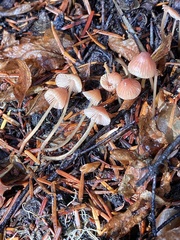 Mycena monticola