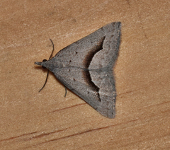 Dichromodes euscia