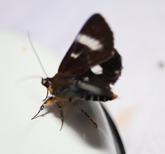Argyrolepidia aequalis
