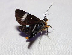 Argyrolepidia aequalis