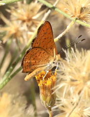 Calephelis wrighti