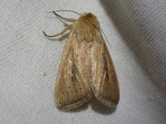 Sesamia nonagrioides