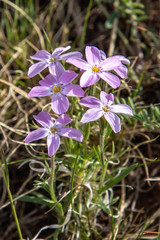 Phlox sibirica