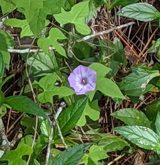 Ipomoea