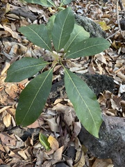 Sapindus oahuensis