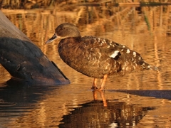 African Black Duck photo 2