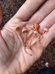 Mycena monticola