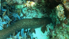 Darkfin Eel-Catfish photo 2