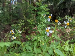 Bidens alba