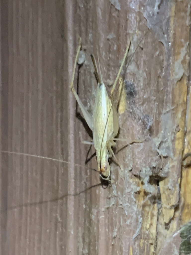 Common Tree Crickets from N Grand Ave, Morristown, AZ, US on November ...