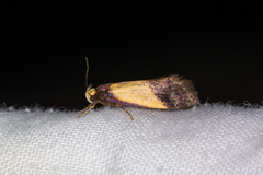Hemibela
