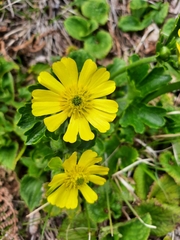 Ranunculus nivicola