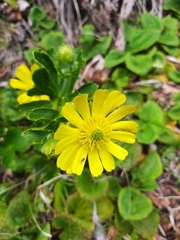 Ranunculus nivicola