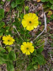 Ranunculus nivicola